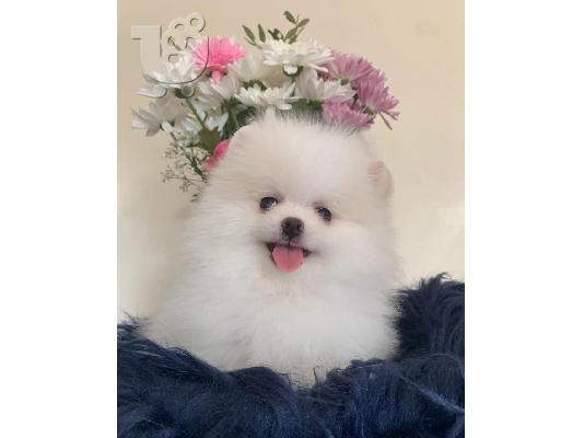 Ένα υπέροχο Pomeranian ψάχνει για ένα νέο σπίτι Έχουμε ένα ωραίο...